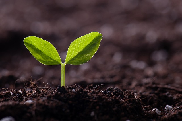 自然交配の様子