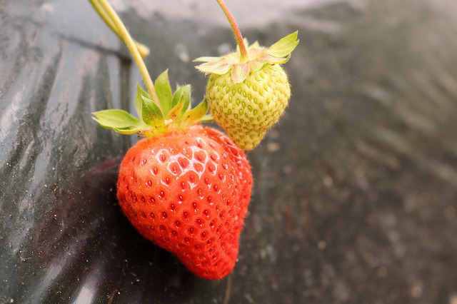 つかさファームのいちご