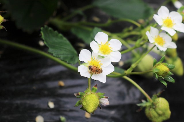 自然交配の様子