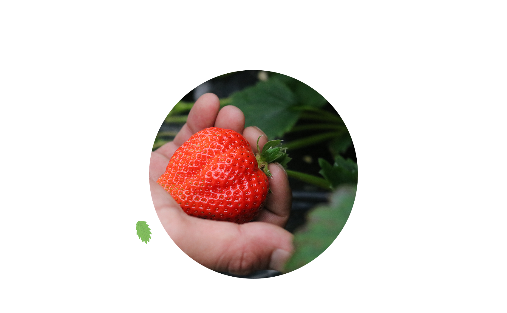 つかさファーム